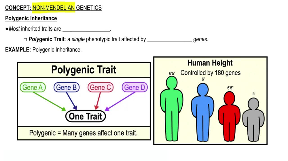 Polygenic Inheritance