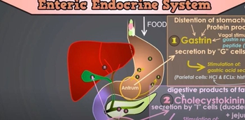 Control of the GI Tract: The Roles of Gastrin, CCK, Secretin, Motilin and Gastric Inhibitory Peptide