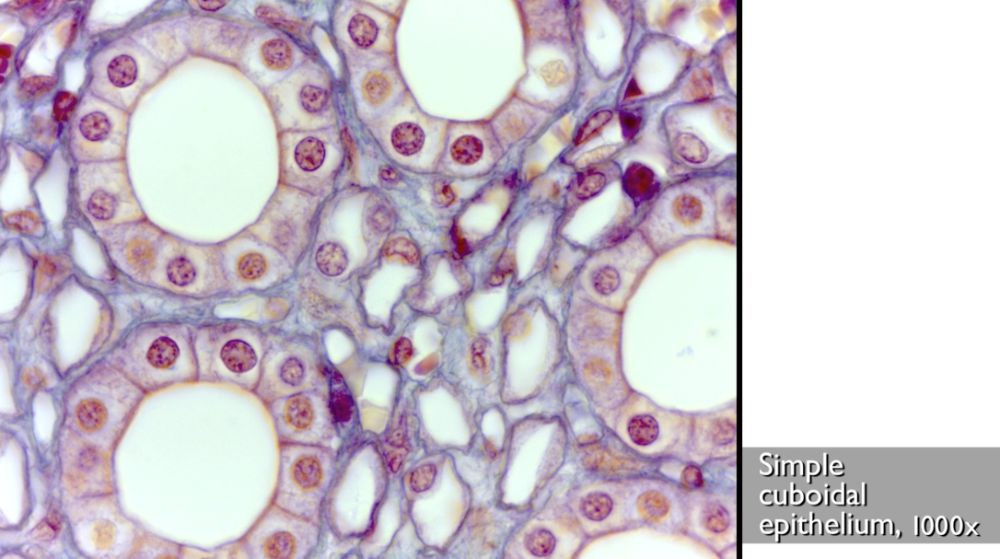 Microscopic appearance of Simple cuboidal epithelium