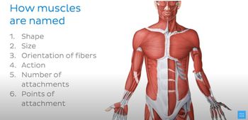 How are muscles named? - Terminology - Human Anatomy