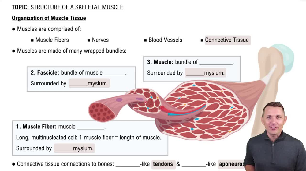 Organization of Muscle Tissue