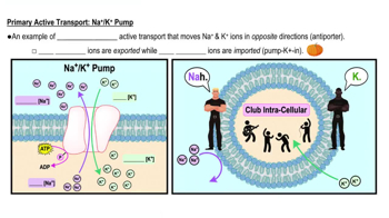 Primary Active Transport: Na+/K+ Pump