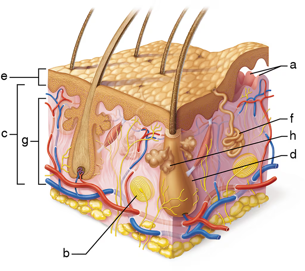 Illustration of skin layers and structures, including hair follicles, sweat glands, and blood vessels, labeled for identification.