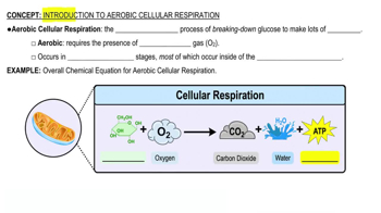 Introduction to Cellular Respiration