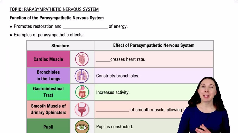 Function of the Parasympathetic Nervous System