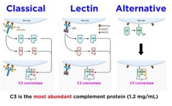 The Complement System: Classical, Lectin, and Alternative Pathways