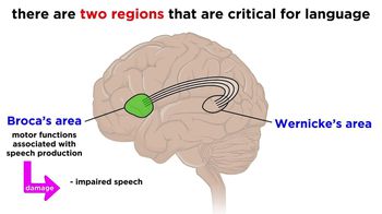 The Brain and Language