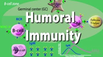 Humoral Immunity - Adaptive Immunity 