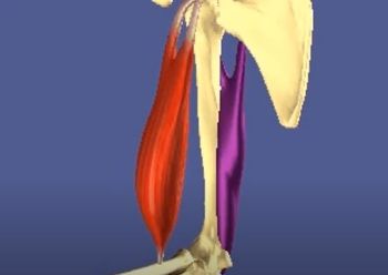 Muscle contraction around joints