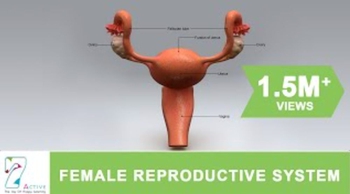 The Female Reproductive System of Human