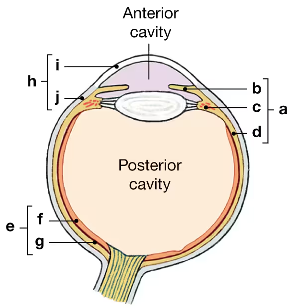 Horizontal section of the eye labeled with structures a to j, highlighting the anterior and posterior cavities.