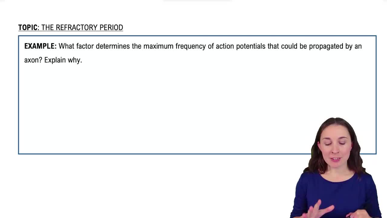 The Refractory Period Example 1