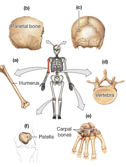 Diagram showing labeled bones: humerus, parietal bone, vertebra, patella, and carpal bones with arrows pointing from a skeleton.