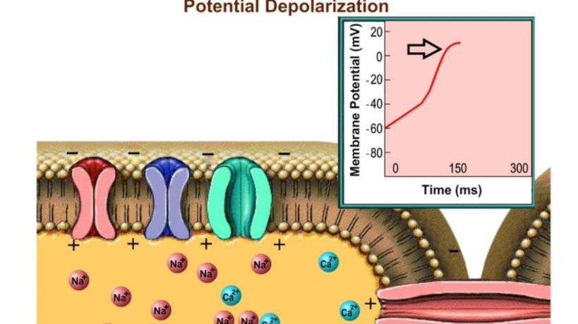 Action Potentials in Autorhythmic Cells