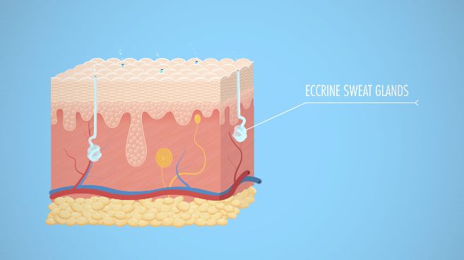 The Integumentary System