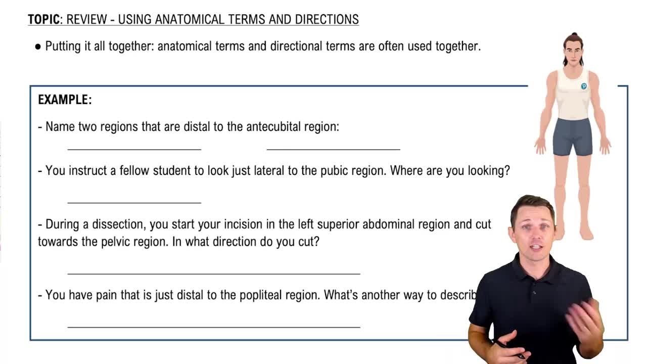 Anatomical Terms Review