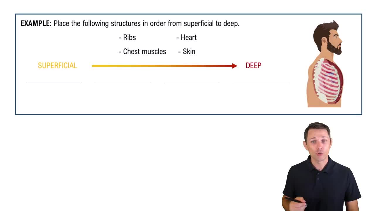Directional Terms: Depth Within the Body Example 1