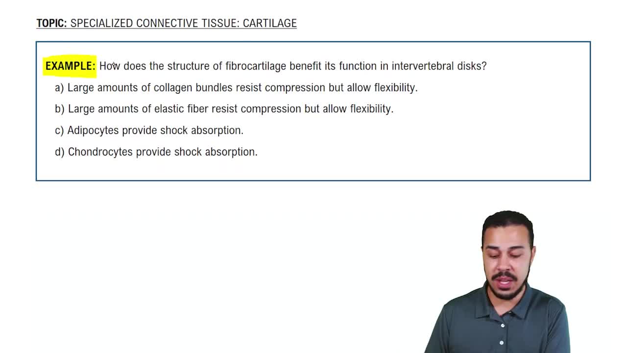 Specialized Connective Tissue: Cartilage Example 3