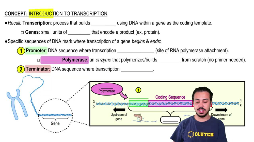 Introduction to Transcription