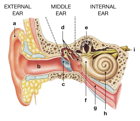 Diagram of the external, middle, and internal ear with labeled anatomical structures a through i.