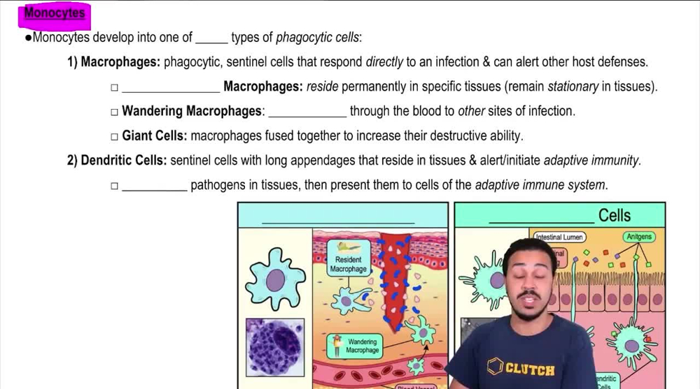 Monocytes