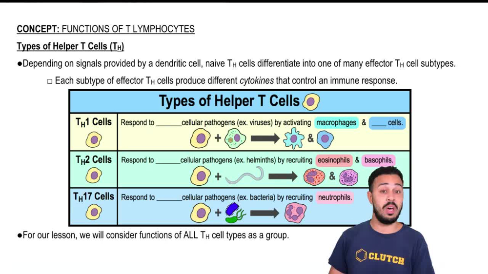 Types of Helper T Cells