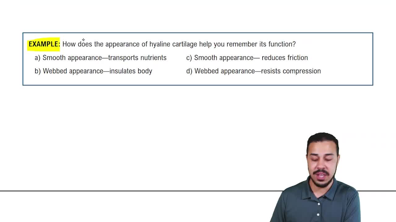 Specialized Connective Tissue: Cartilage Example 2