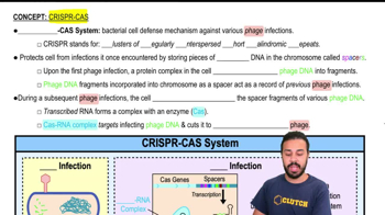 CRISPR CAS