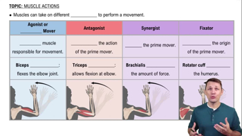 Muscle Actions