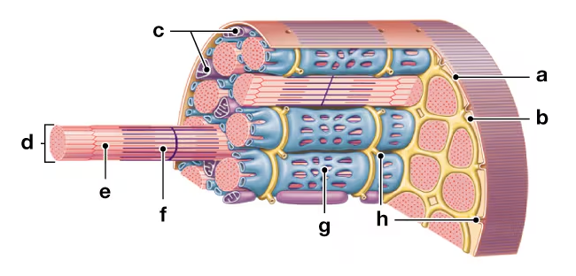 Cross-sectional and longitudinal view of skeletal muscle showing labeled layers and internal structures.
