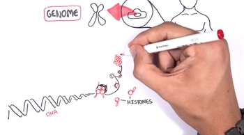 Epigenetics 
