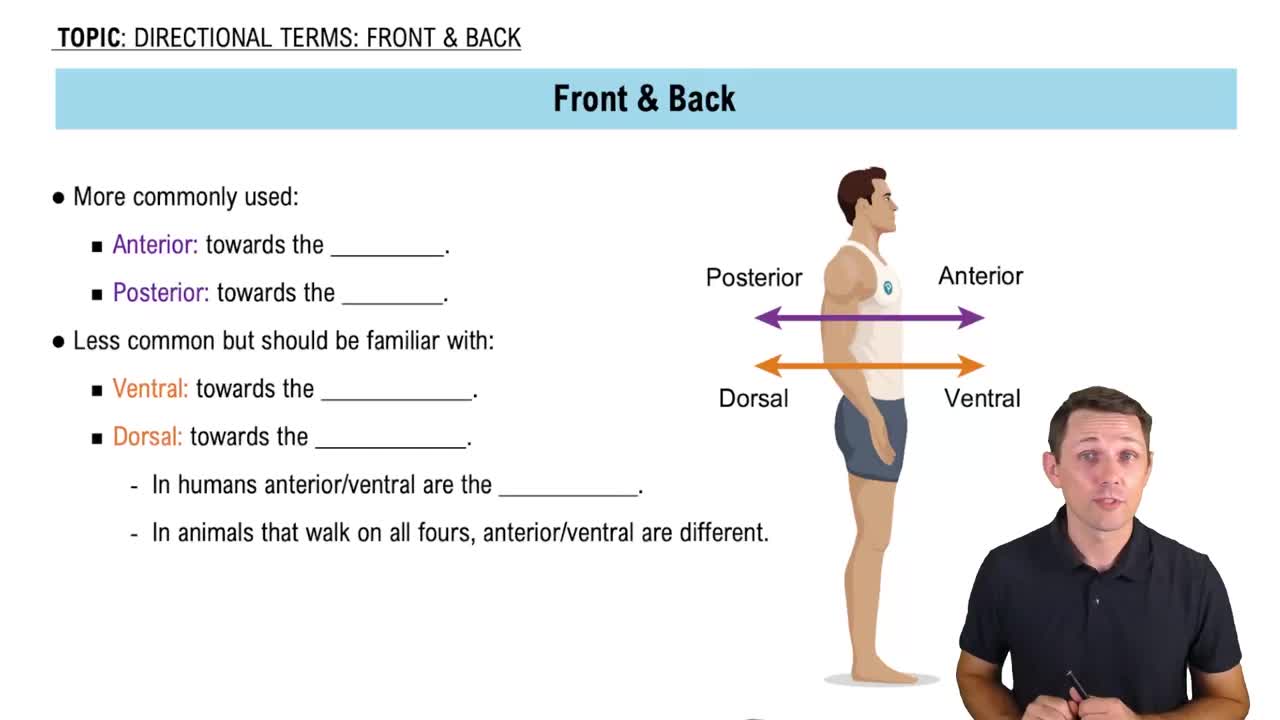 Anterior and Posterior