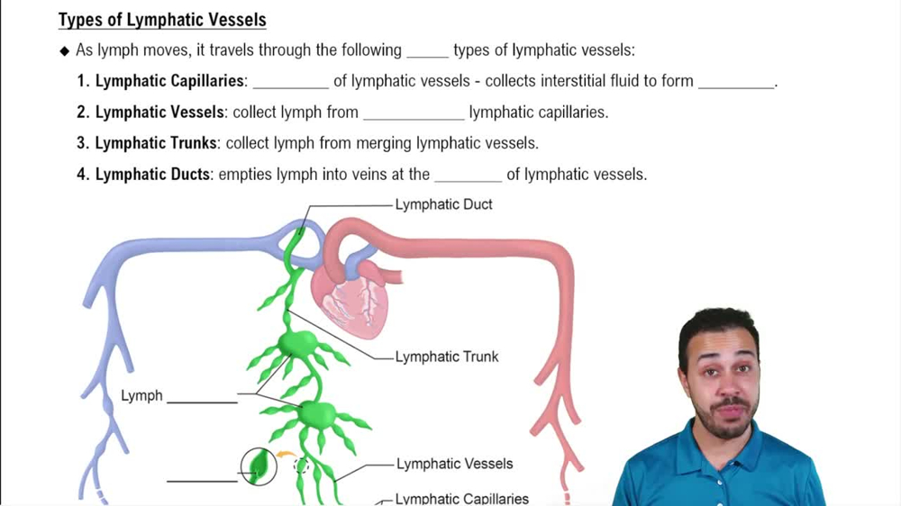 Types of Lymphatic Vessels