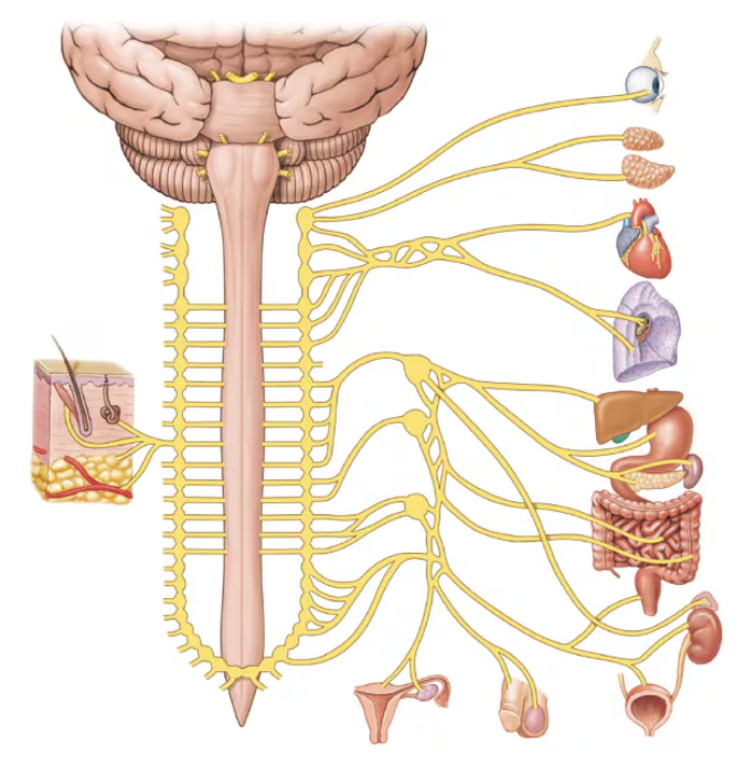 Diagram of sympathetic nerve pathways from spinal cord to organs, showing nerve branches to eye, heart, lungs, digestive and reproductive systems.