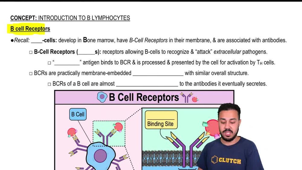 B Cell Receptors