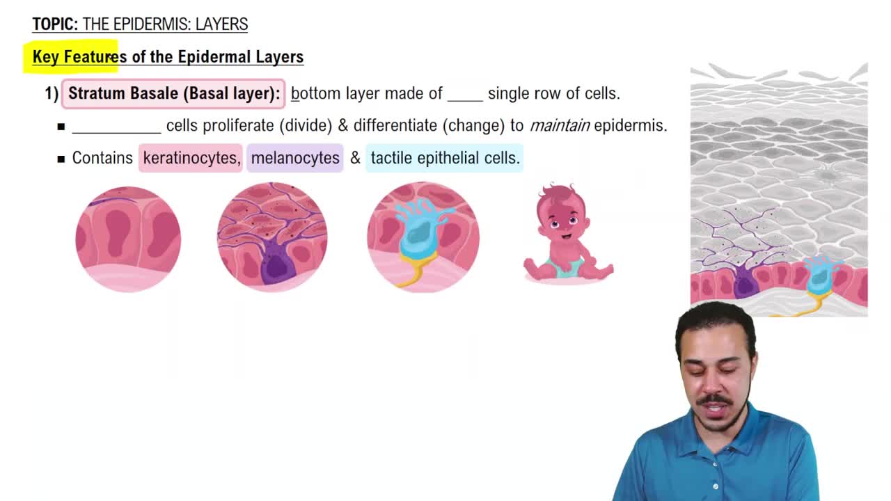 Epidermal Layers: Stratum Basale (Basal Layer)