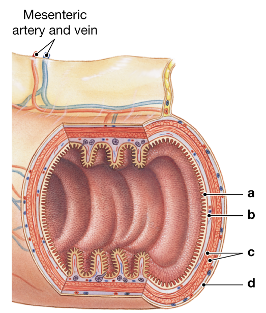 Cross-sectional illustration of the digestive tract showing four labeled layers from inner to outer wall.