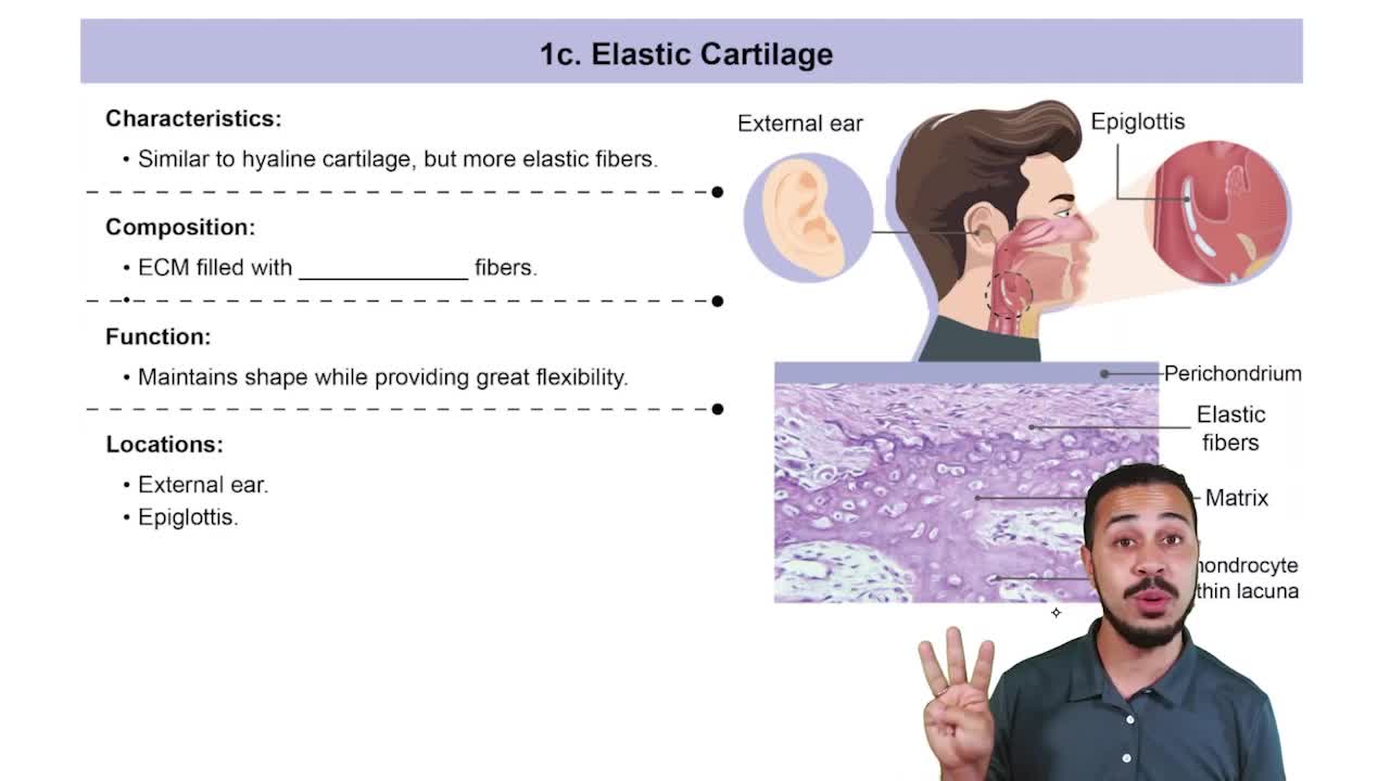Elastic Cartilage