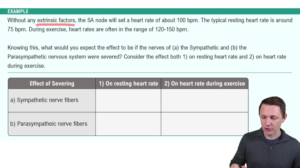 Electrical Conduction System of the Heart Example 3