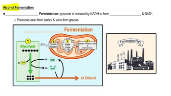 Alcohol Fermentation