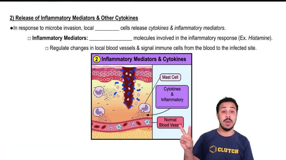 Step 2:  Release of Inflammatory Mediators & Other Cytokines
