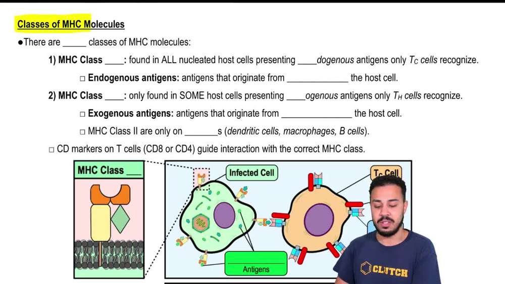 Classes of MHC Molecules
