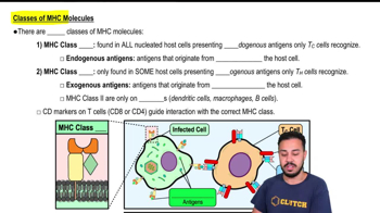 Classes of MHC Molecules