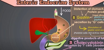 Control of the GI Tract: The Roles of Gastrin, CCK, Secretin, Motilin and Gastric Inhibitory Peptide