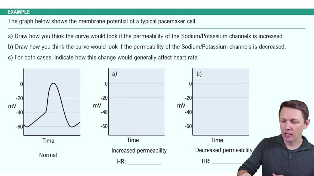 Cardiac Action Potentials Example 2
