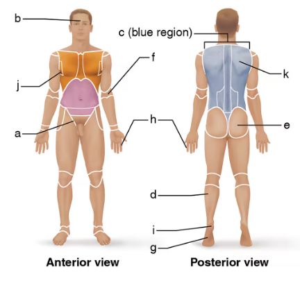Front and back views of a human body with labeled anatomical regions highlighted in different colors.
