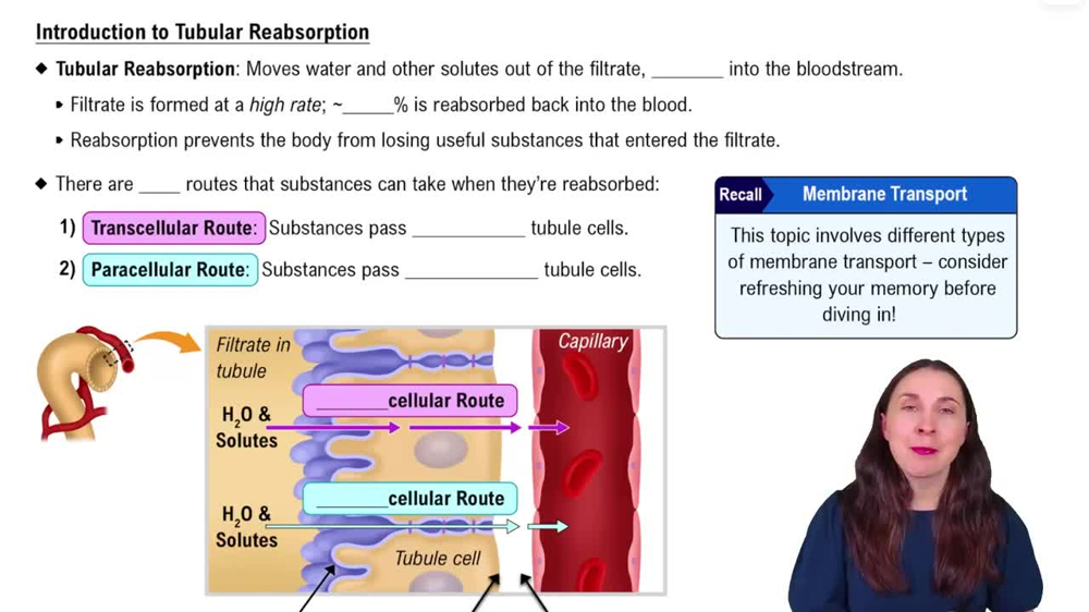 Introduction to Tubular Reabsorption
