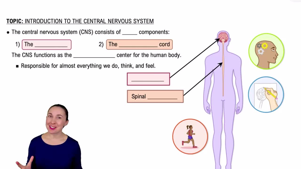 The Central Nervous System