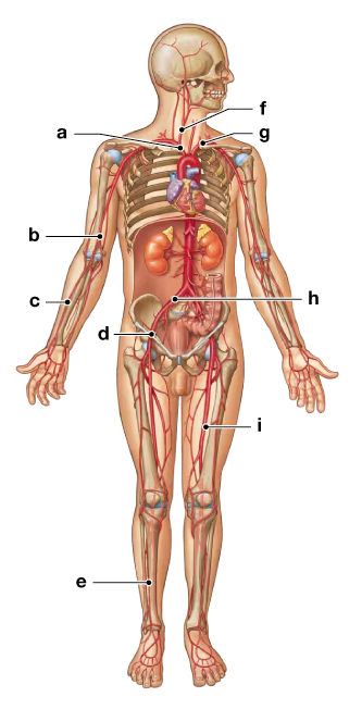 Front view illustration of the human arterial system with labeled major arteries from head to feet.