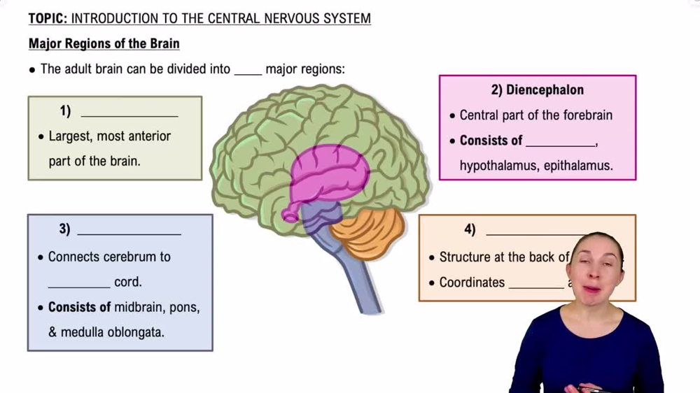 Major Regions of the Brain